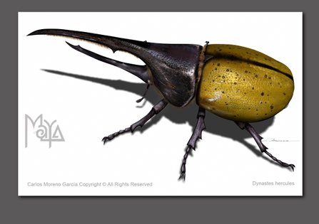 Escarabajo Dinastes hercules; illustrator Carlos Moreno Garcia